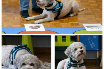 Dogoterapia z Amirą