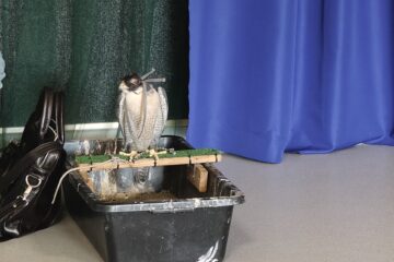 Zajęcia z Sokolnikiem