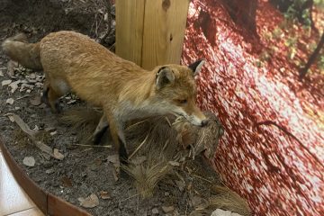 Nadleśnictwo w Złotym Potoku