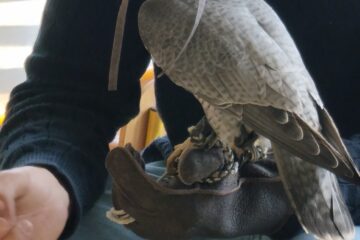 zajęcia przyrodnicze spotkanie z sokolnikiem