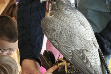 zajęcia przyrodnicze spotkanie z sokolnikiem